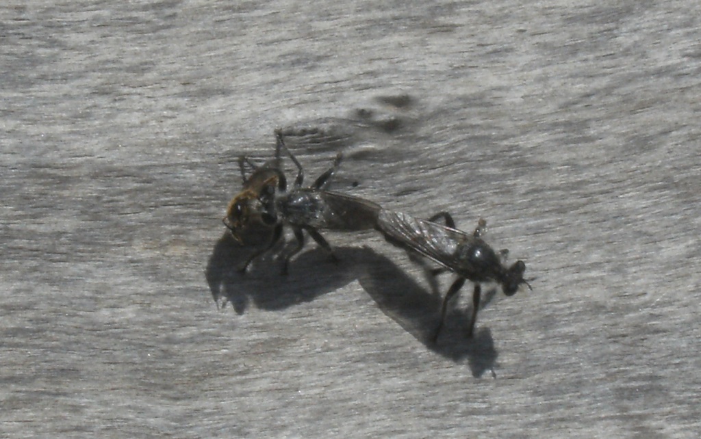 Attacco in diretta di Polistes su Laphria